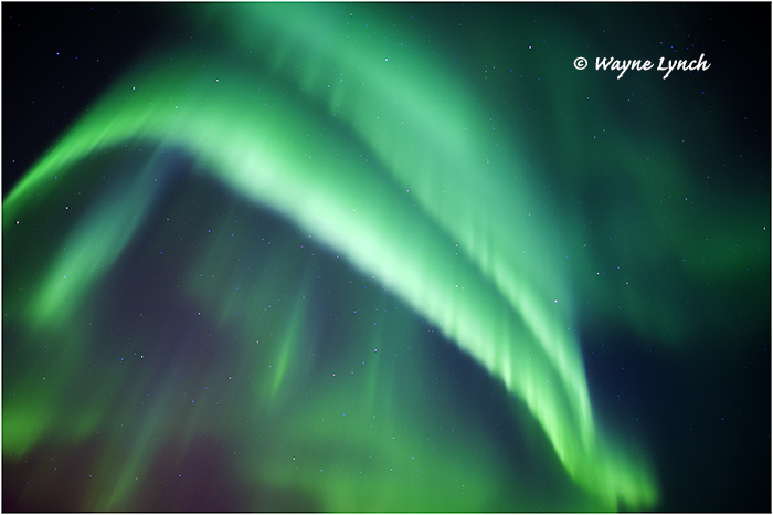 Aurora Borealis 47 by Dr. Wayne Lynch ©